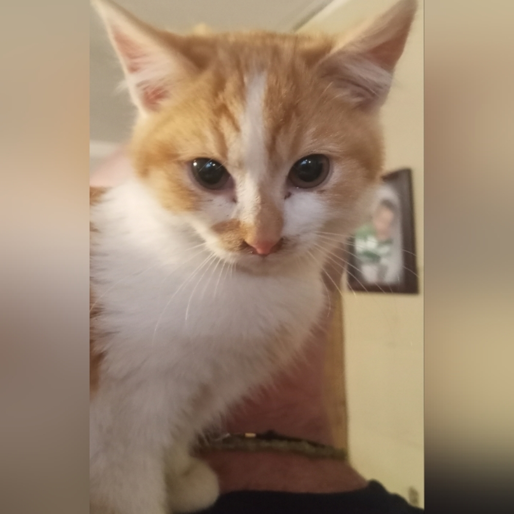 Meet your Posher, Bruce